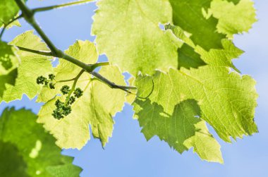Baharda mavi gökyüzünün arka planında taze yeşil üzüm yaprakları