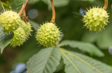 Olgun dikenli kestaneler ve yapraklar, doğa arka planı