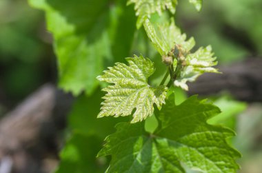 Baharda taze yeşil üzüm yaprakları, yakın plan, doğal arka plan.