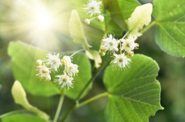Çiçekler açan ıhlamur ağacı ağacı çayı, doğal arka plan, bahar hazırlamak için kullanılır.
