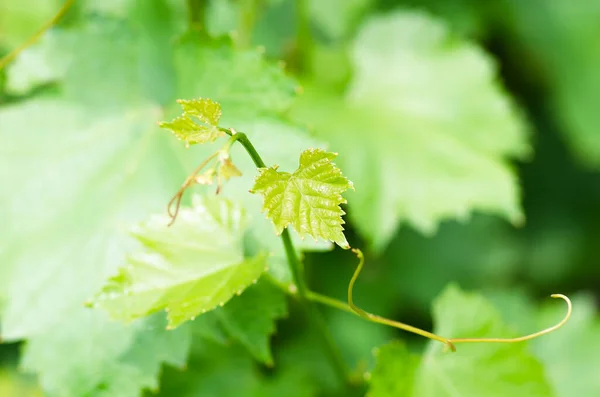 Jovem Suave Folhas Uva Verde Bigode Videira Primavera Close Fundo — Fotografia de Stock