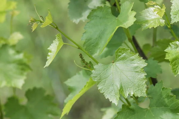 Zachte Jonge Groene Druivenbladeren Het Voorjaar Close Natuurlijke Achtergrond — Stockfoto