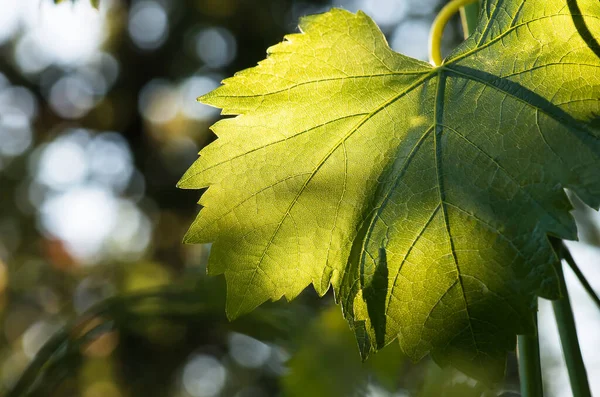 Sanfte Junge Grüne Traubenblätter Frühling Nahaufnahme Natürlicher Hintergrund — Stockfoto