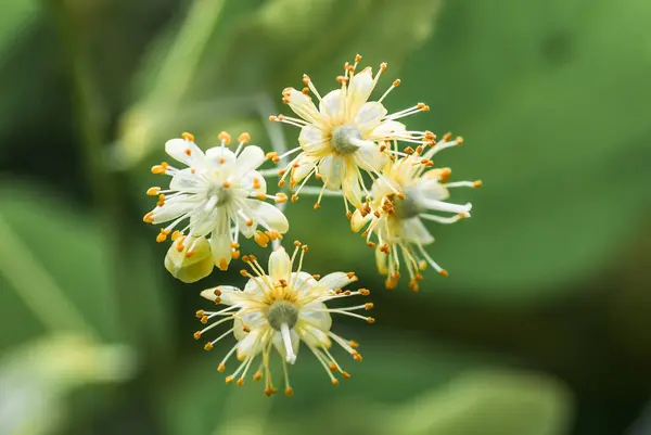 Flowers Blossoming Tree Linden Wood Used Preparation Healing Tea Natural — Stock Photo, Image