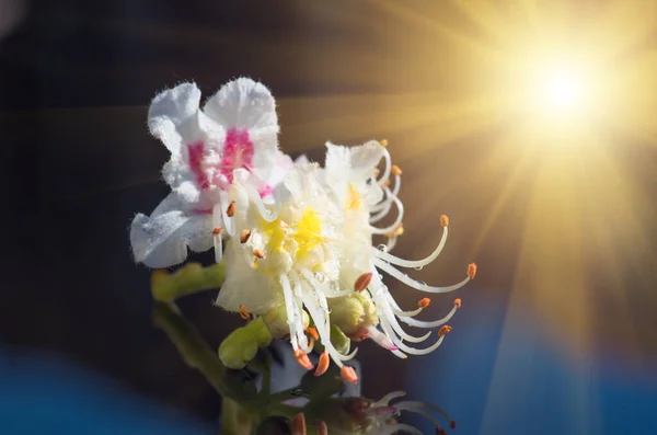 Квіти Каштана Крупним Планом Весняний Фон — стокове фото