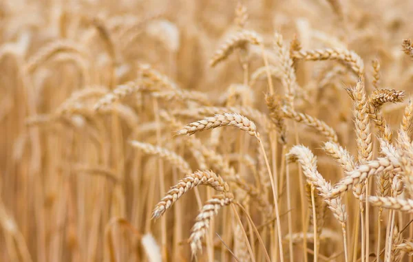 畑の小麦の有機黄金熟した穂 柔らかい焦点 クローズアップ 農業の背景 — ストック写真