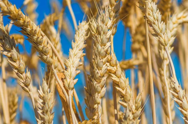 Gouden Oren Van Tarwe Tegen Blauwe Lucht Zachte Focus Close — Stockfoto