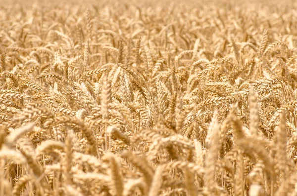Органические Золотые Спелые Колосья Пшеницы Поле Мягкий Фокус Крупный План — стоковое фото