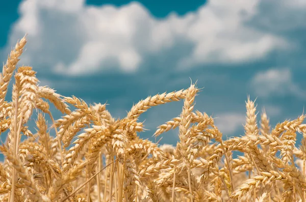 青い空と雲に対する小麦の黄金の耳ソフトフォーカスクローズアップ農業の背景 — ストック写真