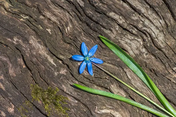 Modré Květy Květiny Jarní Sněhové Kapky Scilla Squill Měkké Zaměření — Stock fotografie