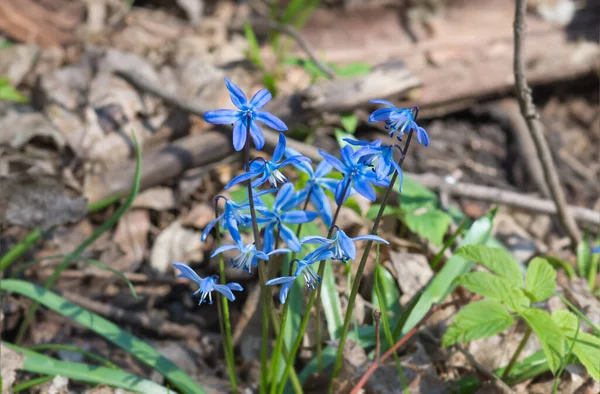 Modré Květy Květiny Jarní Sněhové Kapky Scilla Squill Měkké Zaměření — Stock fotografie