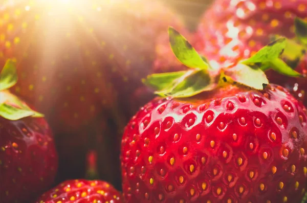 Fresas Orgánicas Rojas Maduras Frescas Primer Plano Tonificación Azul Fondo — Foto de Stock