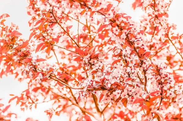 Нежные Цветы Молодые Листья Сакуры Вишневого Дерева Крупный План Весенний — стоковое фото
