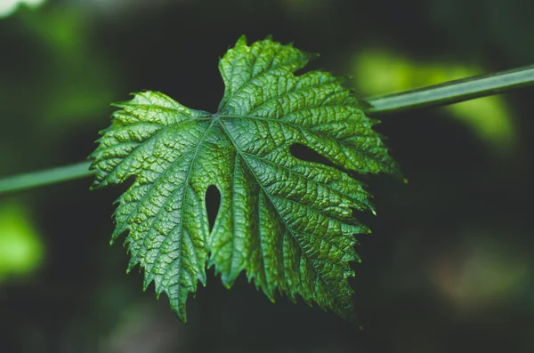 Нежный Молодой Зеленый Виноград Листья Весной Крупным Планом Синий Тон — стоковое фото