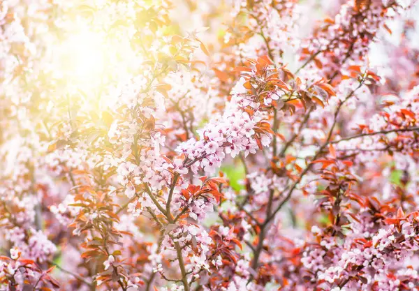 Zarte Blüten Und Junge Blätter Aus Kirschholz Sakura Nahaufnahme Frühling — Stockfoto