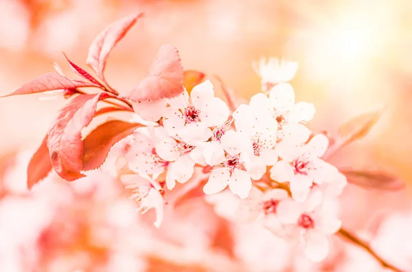 Λεπτή Λουλούδια Και Νεαρά Φύλλα Από Ξύλο Κερασιάς Sakura Closeup — Φωτογραφία Αρχείου