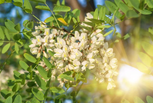 Vackra Blommor Vit Akacia Närbild Vår Naturlig Bakgrund — Stockfoto