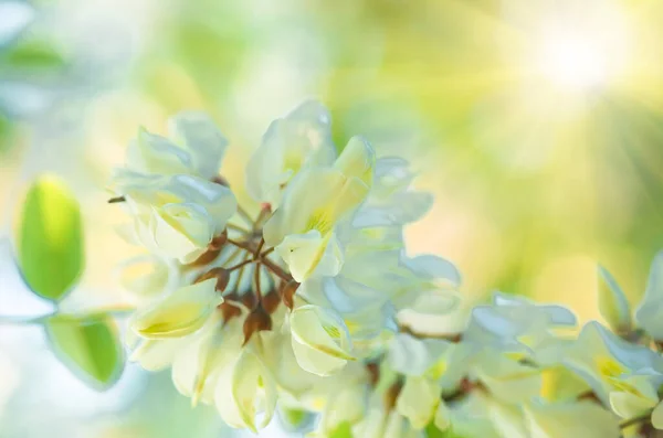 Mooie Bloemen Witte Acacia Close Lente Natuurlijke Achtergrond — Stockfoto