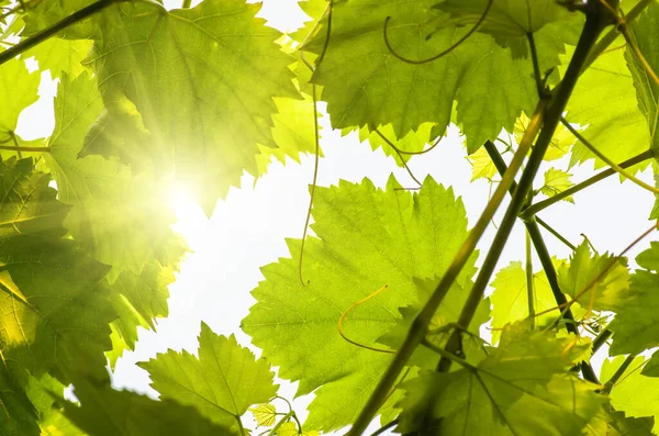 Junge Grüne Zarte Traubenblätter Vor Blauem Himmel Frühling — Stockfoto