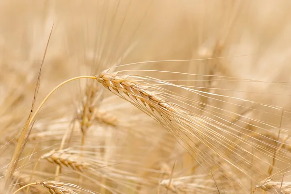 Органические Золотые Спелые Колосья Пшеницы Поле Мягкий Фокус Крупный План — стоковое фото