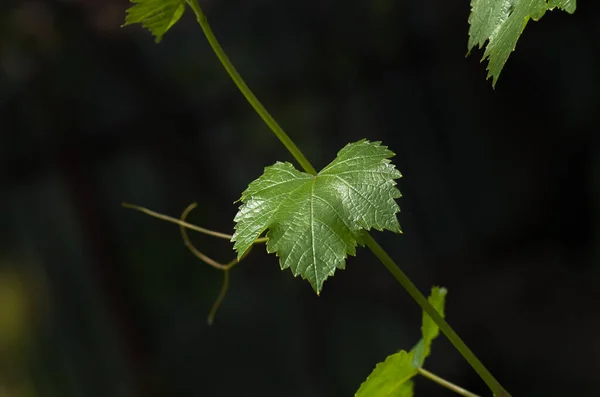 Zachte Jonge Groene Druivenbladeren Snor Wijnstok Het Voorjaar Close Lente — Stockfoto