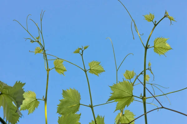 Junge Grüne Zarte Traubenblätter Vor Blauem Himmel Frühling — Stockfoto