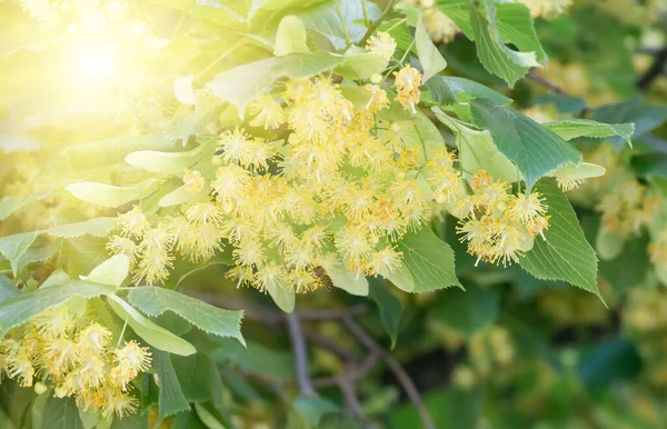 Flores Flor Madera Tilo Árbol Utilizado Para Preparación Curativo Fondo — Foto de Stock