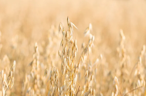 Biologische Gouden Rijpe Oren Van Haver Het Veld Zachte Focus — Stockfoto