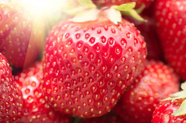 Fresas Orgánicas Rojas Maduras Frescas Primer Plano Antecedentes —  Fotos de Stock