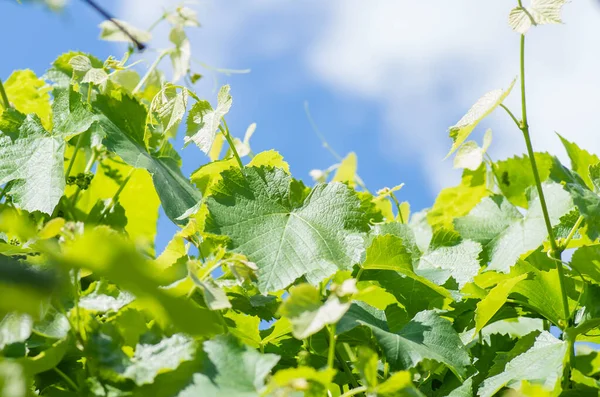Young green tender leaves of grapes on a background of blue sky and clouds in spring — Stock Image Young Green Tender Leaves Grapes Background Blue Sky Clouds Spring Stock Picture