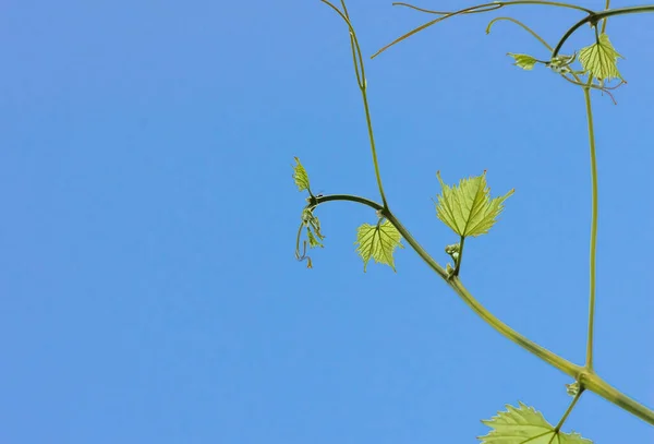 Young green tender leaves of grapes on a background of blue sky in spring — Stock Image Young Green Tender Leaves Grapes Background Blue Sky Spring Stock Picture