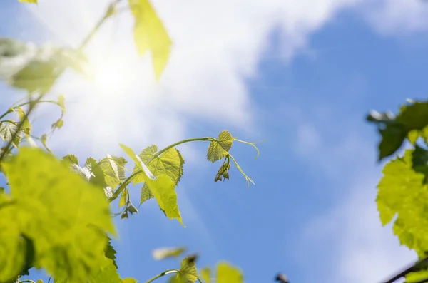 Young green tender leaves of grapes on a background of blue sky and clouds in spring — Stock Image Young Green Tender Leaves Grapes Background Blue Sky Clouds Spring Royalty Free Stock Images