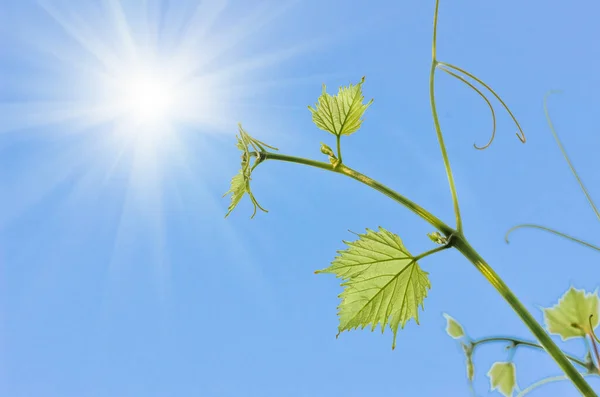 Young green tender leaves of grapes on a background of blue sky in spring — Stock Image Young Green Tender Leaves Grapes Background Blue Sky Spring Stock Photo