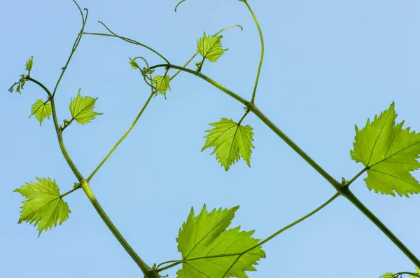Young green tender leaves of grapes on a background of blue sky in spring — Stock Image Young Green Tender Leaves Grapes Background Blue Sky Spring Royalty Free Stock Photos
