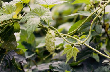 Bira ve ekmek yapmak için yeşil taze kozalaklar yakın plan, tarımsal arka plan,