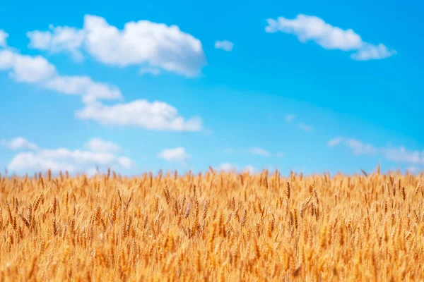 Gouden Oren Van Tarwe Tegen Blauwe Lucht Wolken Zachte Focus — Stockfoto