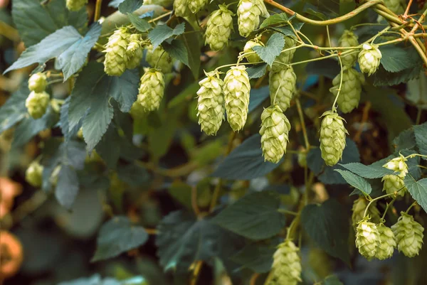 Grüne Hopfendolden Zur Herstellung Von Bier Und Brot Nahaufnahme Landwirtschaftlicher — Stockfoto