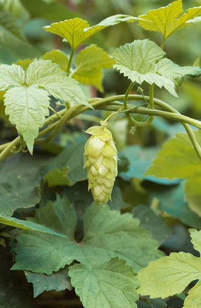 Grüne Hopfendolden Zur Herstellung Von Bier Und Brot Nahaufnahme Landwirtschaftlicher — Stockfoto