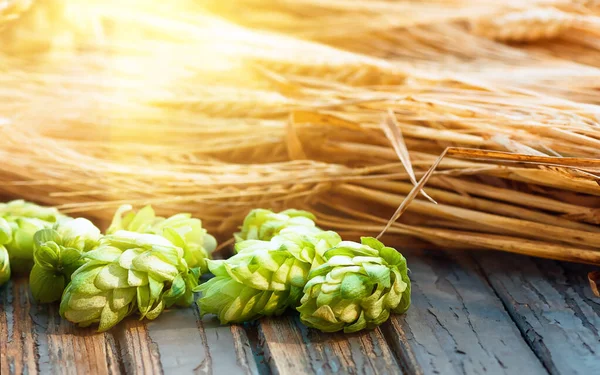 Green Hops Malt Ears Barley Wheat Grain Ingredients Make Beer — Stock Photo, Image