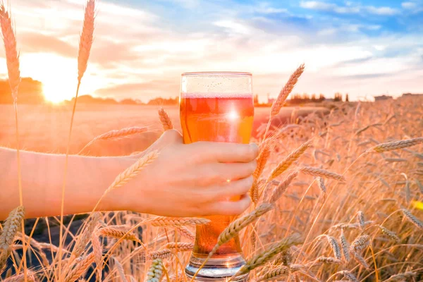 Glass Beer Hand Background Wheat Field Summer Sunset — Stock Photo, Image