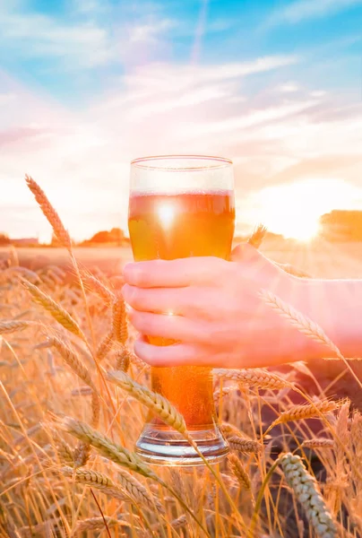 Ett Glas Handen Mot Bakgrund Vetefält Sommarsolnedgången — Stockfoto