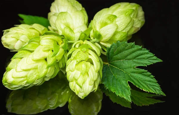 Green Fresh Hop Cone Dark Background Fresh Hops Cone Leaf — Stock Photo, Image