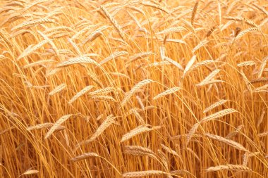 Altın buğday kulakları yakın plan. Buğday tarlası. Güzel Kulaklar arka planı