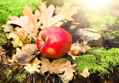 Kırmızı elma yeşil yosunlu eski bir kütüğün üzerinde yatıyor, kuru sonbahar yaprakları ve meşe palamutları, tarım geçmişi