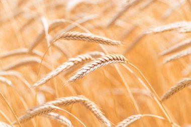 Altın buğday kulakları yakın plan. Buğday tarlası. Güzel Kulaklar arka planı