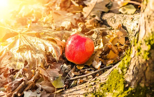 Красное Яблоко Лежит Земле Сухих Осенних Листьях Возле Дерева Покрыты — стоковое фото