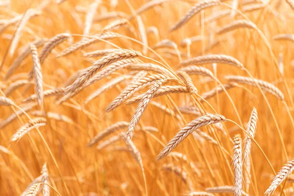 Oren Van Gouden Tarwe Close Tarweveld Mooie Oor Achtergrond — Stockfoto