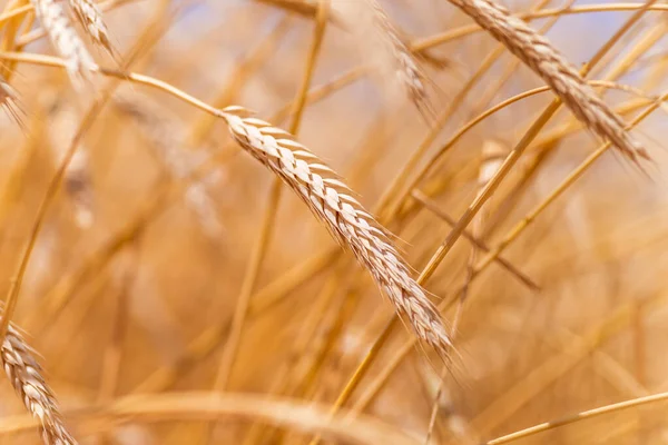 Uši Zlaté Pšenice Pšeničné Pole Krásné Uši Pozadí — Stock fotografie