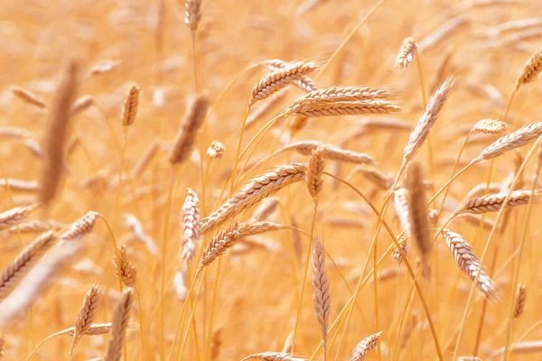 Uši Zlaté Pšenice Pšeničné Pole Krásné Uši Pozadí — Stock fotografie