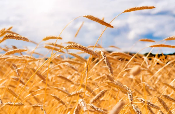 Вуха Золотої Пшениці Крупним Планом Пшеничне Поле Прекрасний Фон Вух — стокове фото